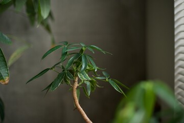 シェフレラの葉が密集しているところ