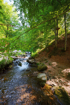 shypit water stream of pylypets river in the beech forest of carpathian mountains. scenery with small cascades and stones. sunny morning in summer
