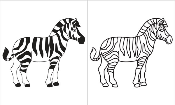 Young beautiful zeebra isolated on white background. Zoo animals.
