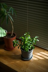 窓辺でブラインドの光に当たる観葉植物