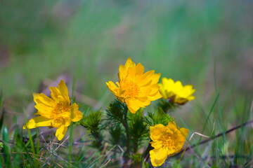 closeup heap of  wild Adonis flowers in grass