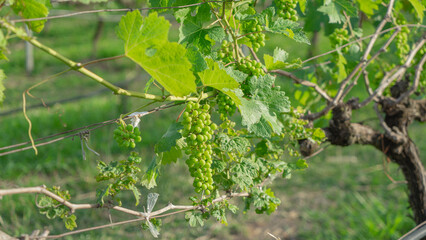 Components of grape vines It can continue in the effectiveness of the string that farmers have as a result of which the grapes are a light green color that can be picked with their leaves.