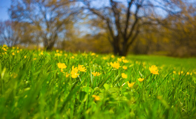 wild flowers on forest glade, beautiful spring outdoor scene