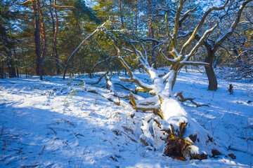 winter snowbound forest glade with dry tree at the bright day