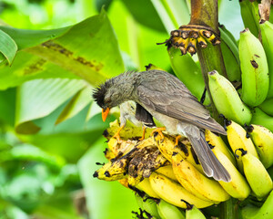 Closeup of Seychelles bulbul endemic bird eating yellow banana in garden