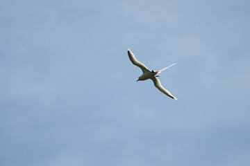 White tailed tropic bird, native to the Seychelles, flying on sunny day, blue sky, Mahe Seychelles 