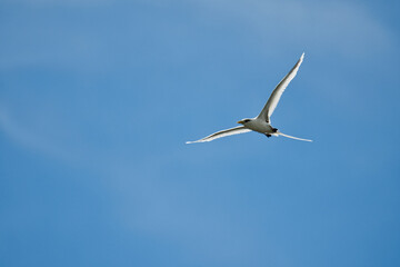 White tailed tropic bird, native to the Seychelles, flying on sunny day, blue sky, Mahe Seychelles 