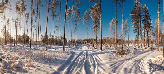 Forest with pine trees covered snow and path. Beautiful winter panorama.