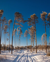 Forest with pine trees covered snow and path. Beautiful winter panorama.