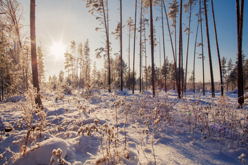 Forest with pine trees and bushes covered snow on the sunny frosty weather.