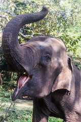 Asian Elephant in Thailand, an asian female elephant int Chiang Mai, Thailand