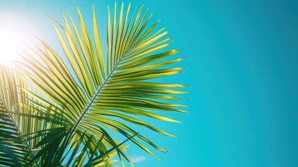 Palm branch on a sky blue background. Palm Sunday background.