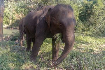 Obraz premium A female elephant walking among trees in forest in Chiang Mai, Thailand. An asian elephant eating grass in the nature.