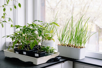 Seedlings of tomatoes, peppers and onions are grown on the windowsill in a white flower pot at home...
