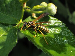 Wasp on a leaf in the garden. Macro photography of insects.