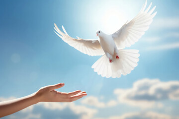 A white pigeon flies in the sky and human hand. Dove of peace. A - obrazy, fototapety, plakaty