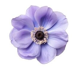 Close-up of a delicate purple anemone flower with a transparent center isolated on a transparent background