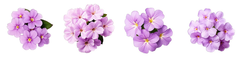 Four clusters of purple phlox flowers with varied petal arrangements, isolated on a transparent background