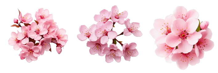 Three stages of pink cherry blossoms on a seamless transparent background, each depicting a different phase of bloom progression