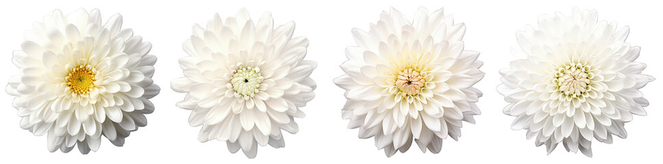 Four pristine white chrysanthemum flowers isolated on a transparent background