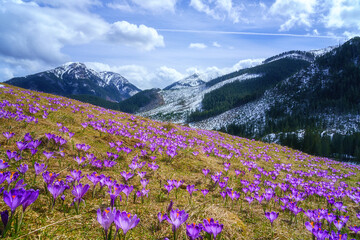 Dolina Chocholowska with blossoming purple crocuses or saffron flowers, famous valley in the High Tatra mountains, Poland. Scenic spring landscape, natural outdoor travel background - obrazy, fototapety, plakaty