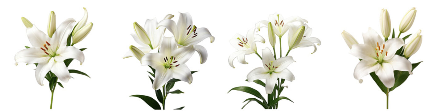 A collection of four high-resolution images of white lilies isolated on a transparent background, showcasing various stages of bloom