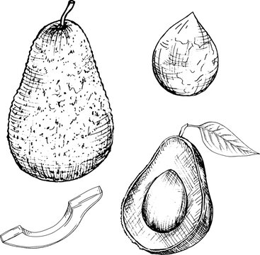 graphic vector image of whole avocado fruit, avocado halves, pieces, leaves, hand drawing