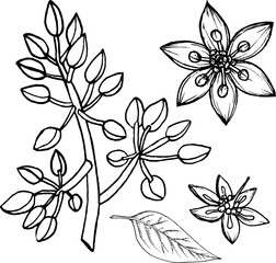 Vector sketch of flowering avocado twigs.Black and white hand drawing