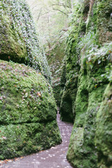 Fototapeta premium path in the forest between rocks