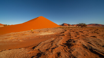 Fototapeta na wymiar huge sand dunes in the Namib Desert with trees in the foreground of Namibia