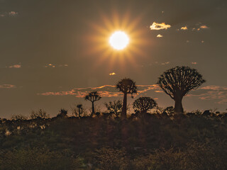 Desert landscape with with quiver trees (Aloe dichotoma), Northern Cape, South Africa