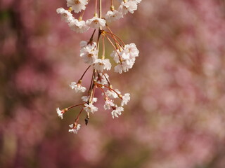 春の花　桜　枝垂れ桜