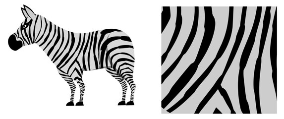 Fototapeta na wymiar Zebra, striped horse, African savannah animal, Wild animal, cute character, isolated object on white background, cartoon vector drawing.
