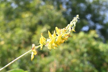 Chipilin flower. Its Other names Crotalaria longirostrata, include chepil and long beak rattlebox.