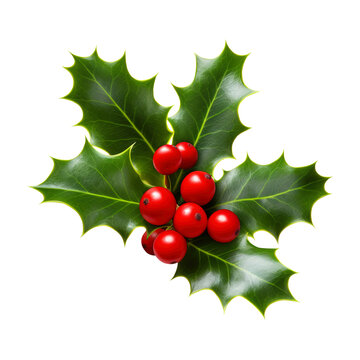 holly leaves and berries isolated on white background png, Clipping Path, pen tool