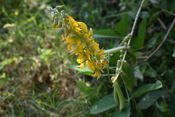 Chipilin flower. Its Other names Crotalaria longirostrata, include chepil and long beak rattlebox.