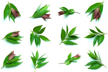 Set photo of the leaves of Red Shoots (Syzygium myrtifolium) which is an anti-pollution plant that...
