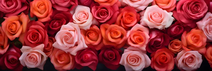 Poster Beautiful rose flowers background. top view, Red rose flower wall background.  © Omid