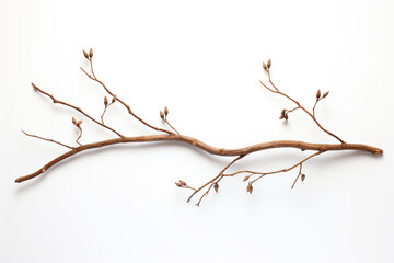 decorative twig on white background