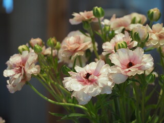 光沢のある花びら　ラナンキュラス　ラックス