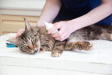 A veterinarian puts drops against ear mites into the ears of a Maine Coon cat, Prevention of...