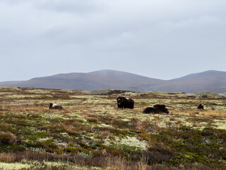 Obraz premium Musk Ox in Autumn in Dovrefjell National Park, Norway. Europe