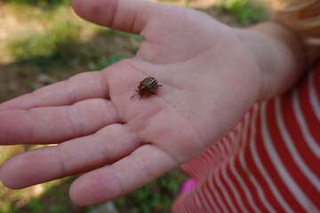 potato beetle on a girl's hand, harmful pest control