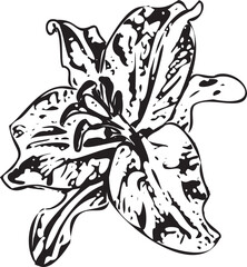 Abstract Lily flower vintage line art vector on white background. Perfect for cards, product label, templates, web design, print design.