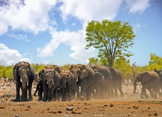 Herd of African Elephants walking from the bush towards camera with a small green vibrant tree and natural bush background, there is dust flying about from the elephants movemment.