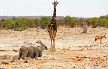 Large Eland standing in a small waterhole, while a giraffe stands in the background with a natural bushveld background