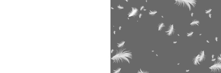 White feather isolated. Set feather isolated.
Feather fly fall in air on transparent background....