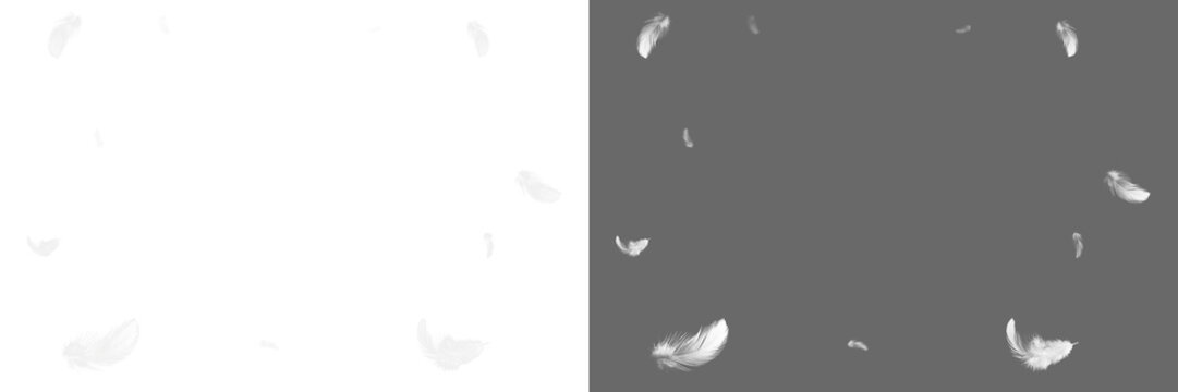 White feather isolated. Set feather isolated.
Feather fly fall in air on transparent background. Photoshop overlay, angel wing photo overlay