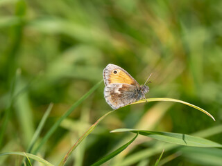 Small Heath Butterfly Resting on a Grass Leaf