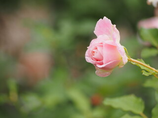 薄ピンクのバラ　シュシュ